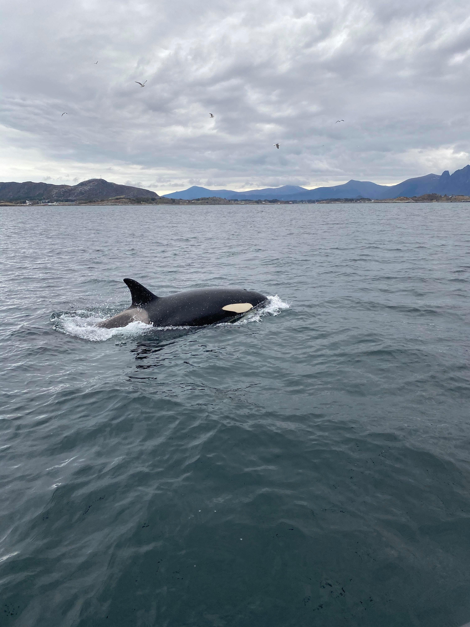 Gule Hytteutleie – bilde 10